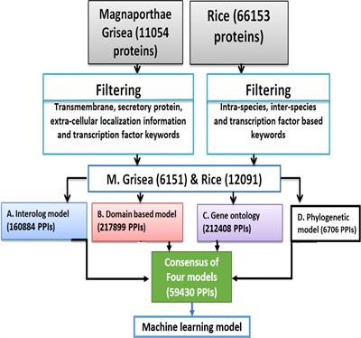 Computational models for prediction of protein–protein interaction in rice and Magnaporthe grisea